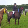Area 4 Show Jumping 2017