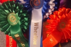 2017 chrismas show rosettes