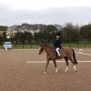 winter-dressage-17thNov19-6