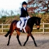 20161127 dressage 2