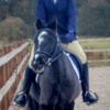 20161127 dressage 3