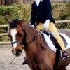 20161127 dressage 4