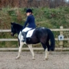20161127 dressage 5