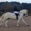 20161127 dressage 6