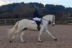 20161127 dressage 6