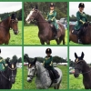 Musical Rider - Chalmondley Castle Championships 2017